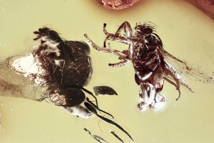 Two Fossil Scuttle Flies (Phoridae) In Baltic Amber #372606